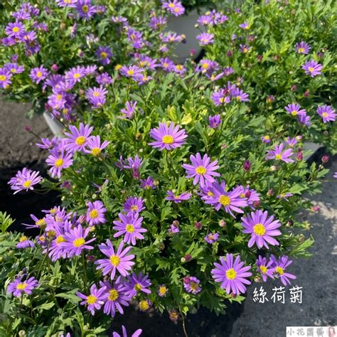 絲河菊|絲河菊 (鵝河菊)